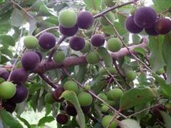 زردآلوی گرمسیری